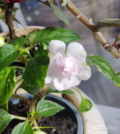 Бальзамин Уоллера махровый