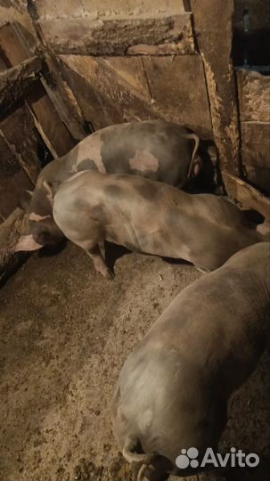 Хрячки пьетрен 4 месяца