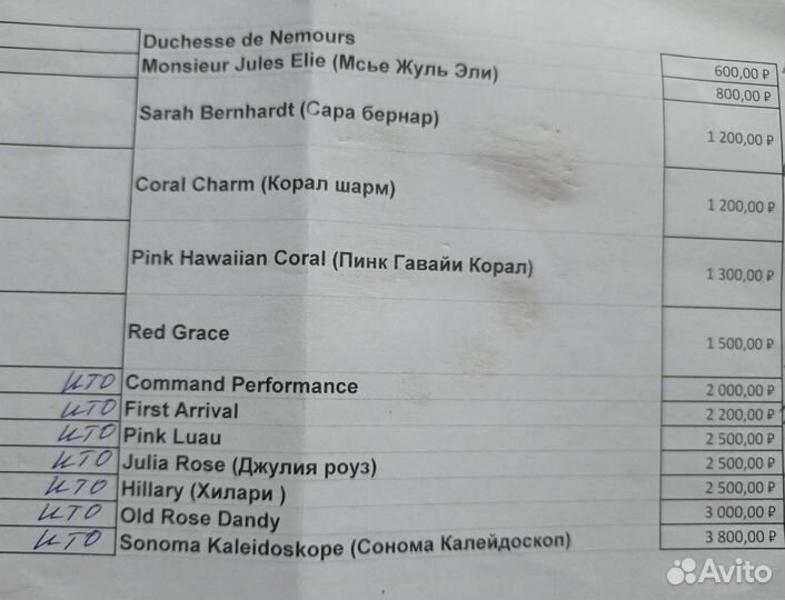 Пионы из моего сада корни