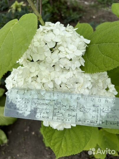 Белые гортензии. Бронь на осень