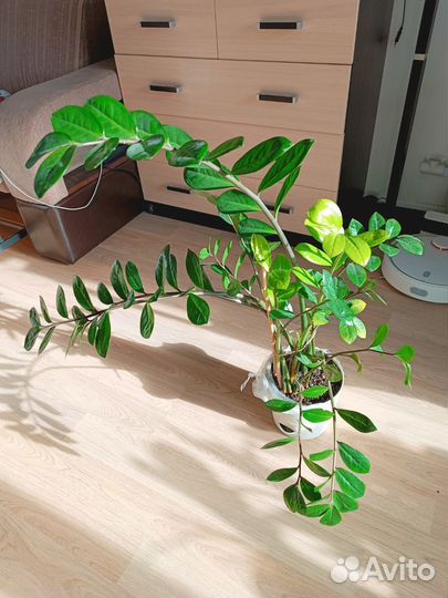 Замиокулькас