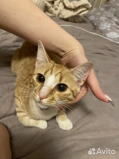 Кошечка в добрые руки