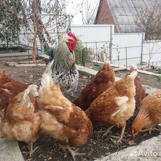 Куры несушки