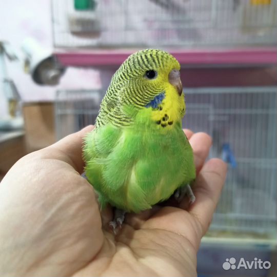 Попугай волнистый выставочный