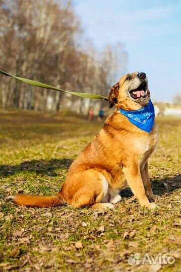 Чесс из приюта ищет дом