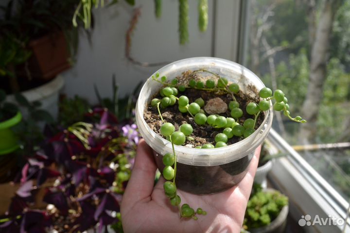 Хойи,крестовник Роули