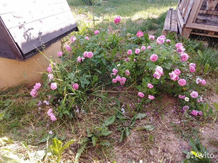 Кустовые розы саженцы