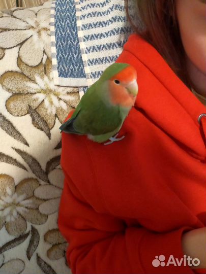 Неразлучники пара