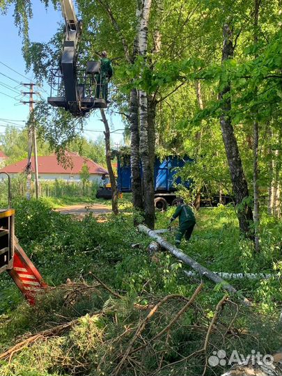 Валка деревьев арбористами. Любой сложности