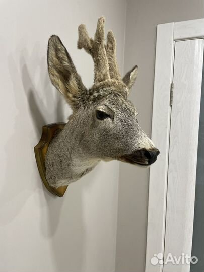 Чучело косули