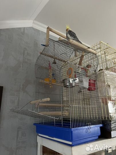 Попугай карелла с клеткой