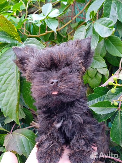 Девочка микро йорк