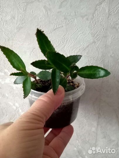 Каланхоэ лечебное