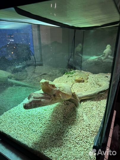 Бородатая агама