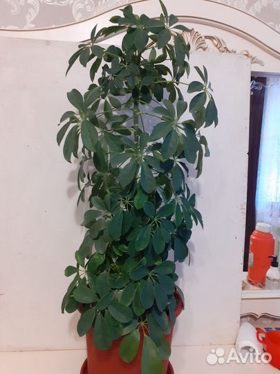 Шефлера 95 см