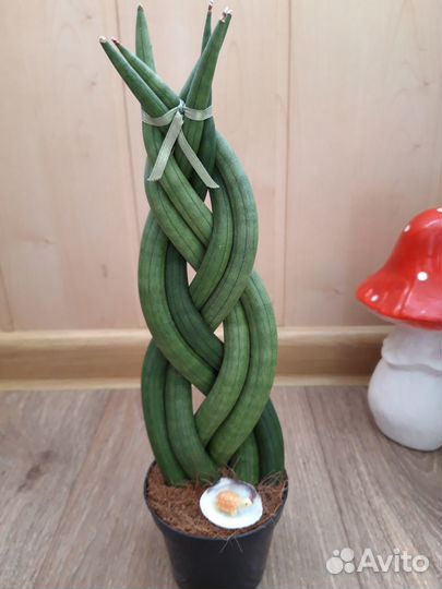 Сансевиерии сортовые