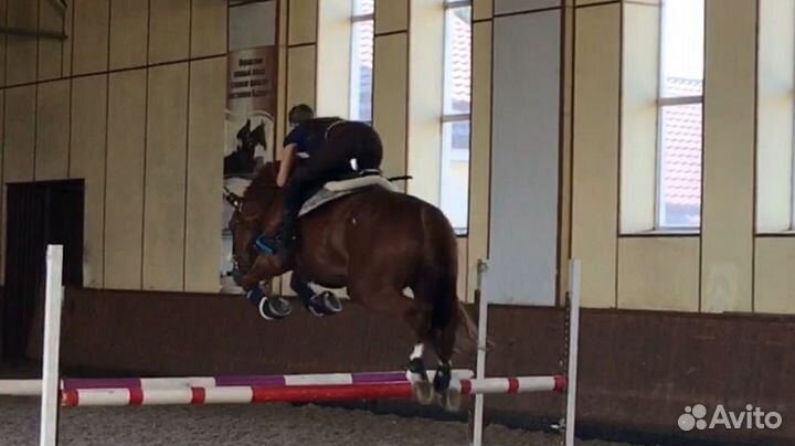 Тренер берейтор по конному спорту