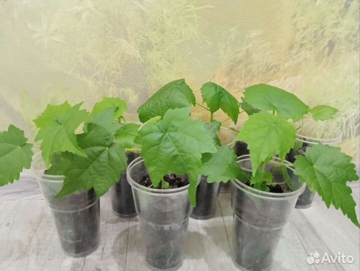 Абутилон комнатное растение