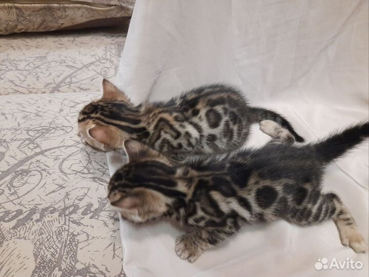 Бенгальские котята
