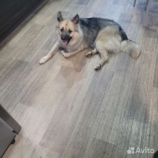 Отдадим собаку в хорошие руки