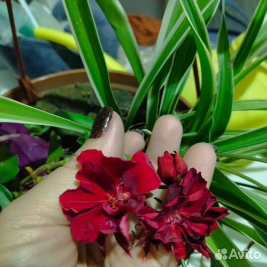 Каллизия розовая пантера, голд, ползучая, Рео