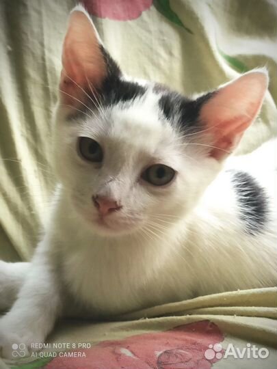 Обычная ласковая девочка