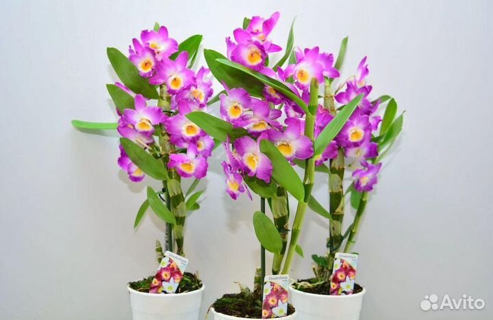 Дендробиум орхидея 12д