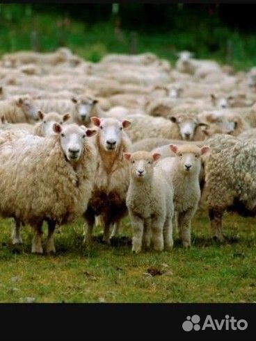 Овцы бараны ярки молодые на развод на мясо