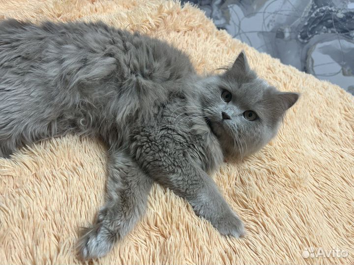 Кошка в добрые руки бесплатно