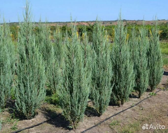 Можжевельник скальный