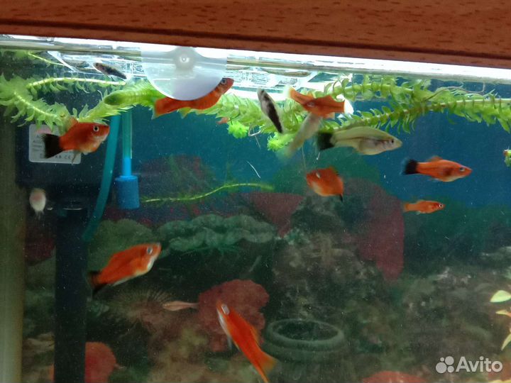 Анциструсы,ампулярии улитки,меченосцы,скалярии