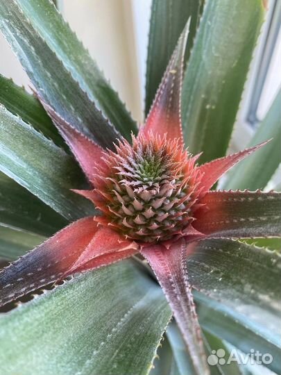 Ананас сортовой Виктория мини