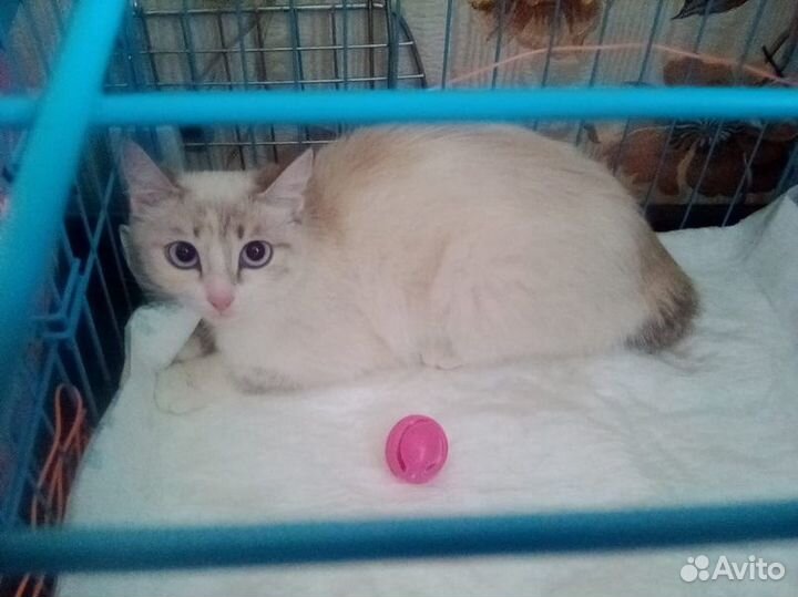 Маленькая кошечка