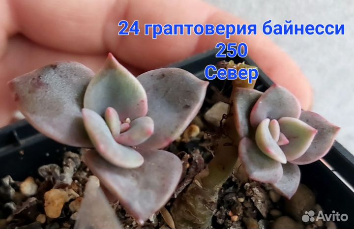 Суккуленты