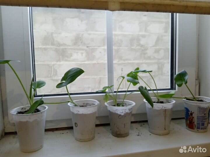 Комнатные цветы