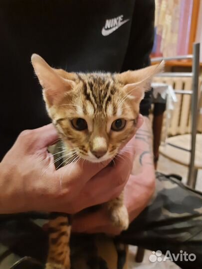 Бенгальские котята