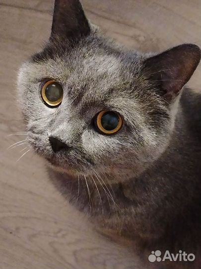 Британский кот