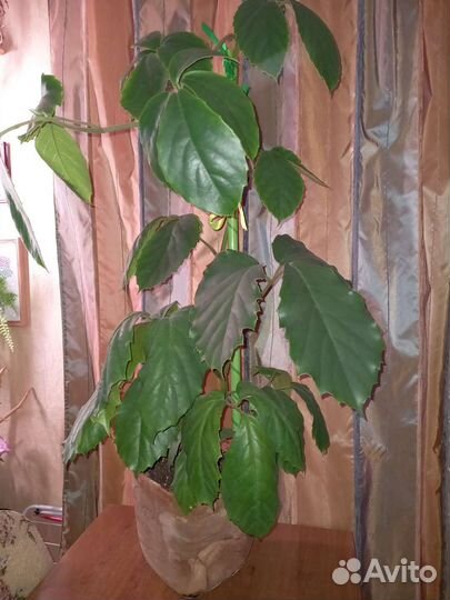 Тетрастигма вуанье