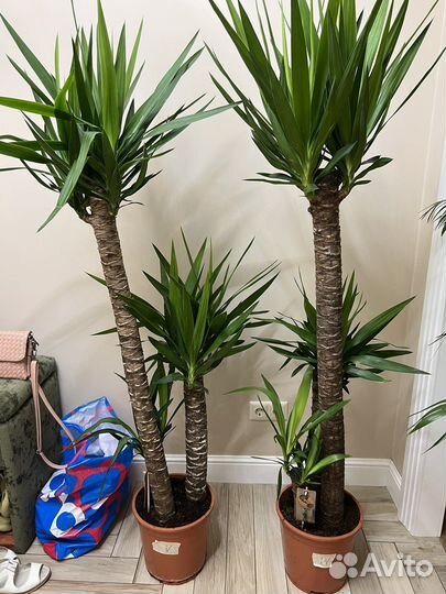 Пальма Юкка пышная трехствольная 170 см