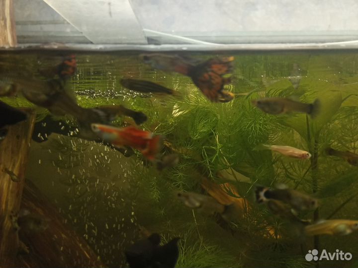 Мальки гуппи