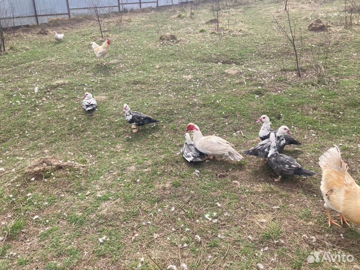 Индоутки на племя