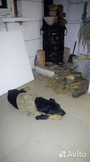 Ищем девочку. Ягд терьер. мальчик