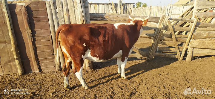 Коровы и телята