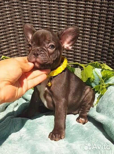 Французский бульдог щенки