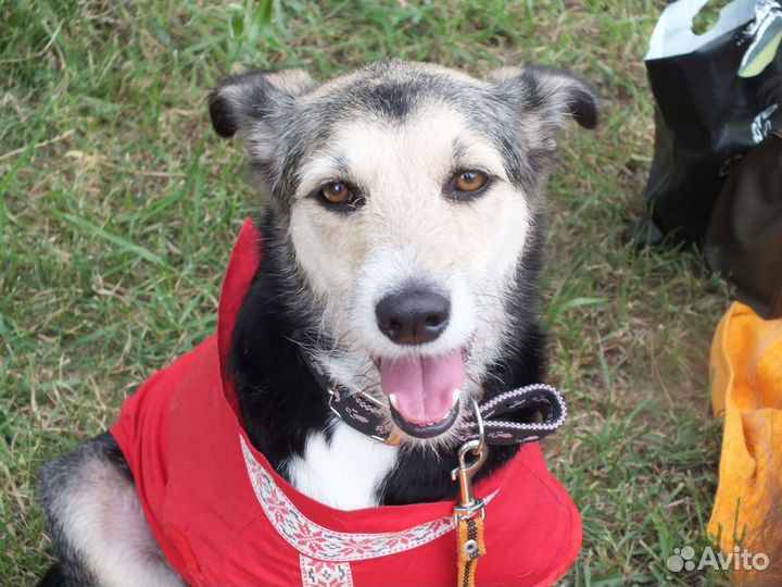 Собака в добрые руки