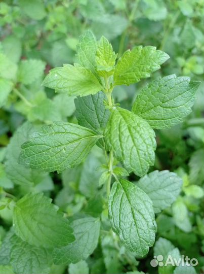 Садовая мята, душица, чабрец, мелисса