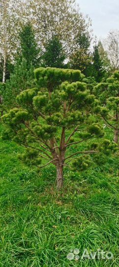 Бонсай из сосны норвежской