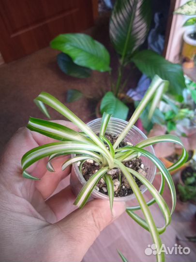 Комнатные цветы