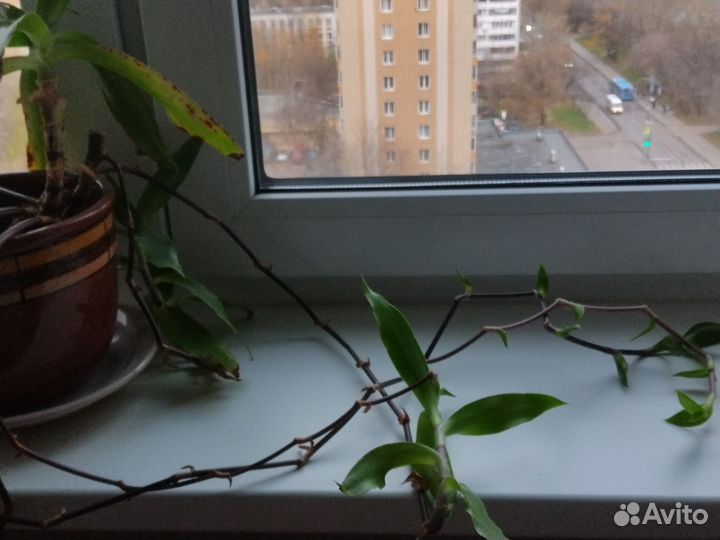 Растение Золотой ус. 15колен