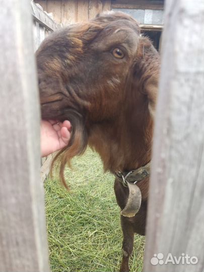 Англо нубийские козы и козел